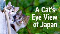 Tập 6 Cat's♥Eye