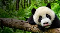 Tập Full