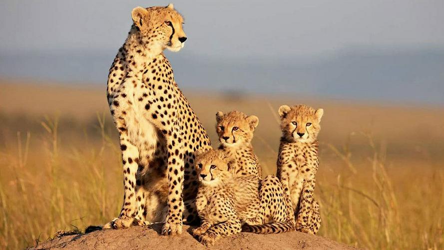 Tập Full African Cats