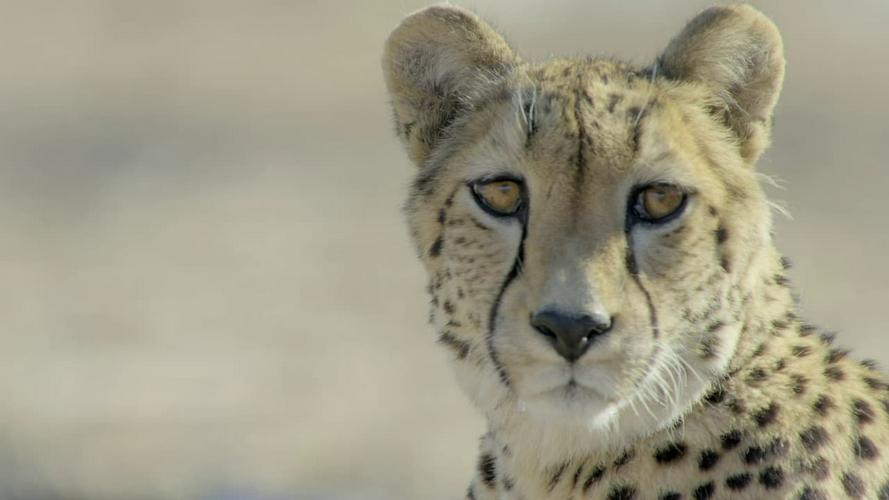 Tập Full Africa's Claws and Jaws