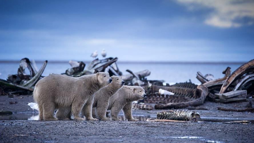 Tập 1 Alaska: Vương Quốc Băng Giá