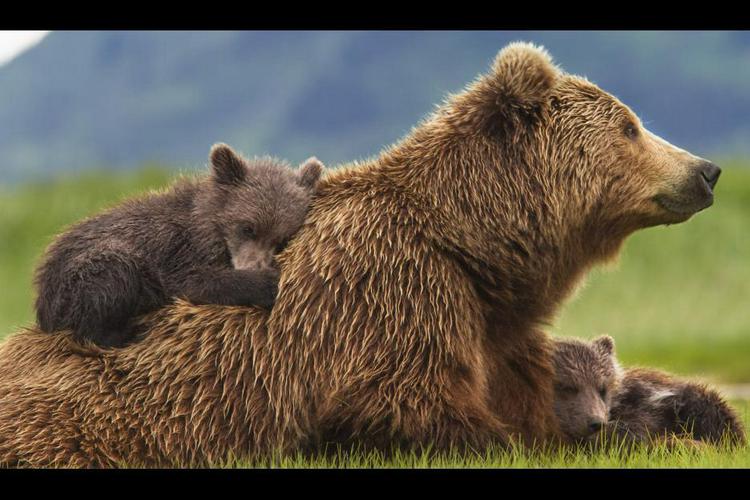 Tập Full Bears