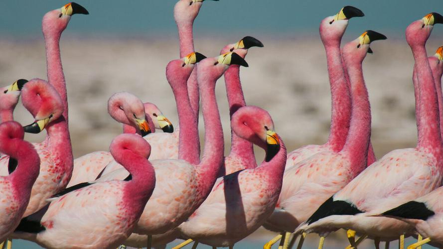 Tập 1 David Attenborough: Sự sống đầy màu sắc