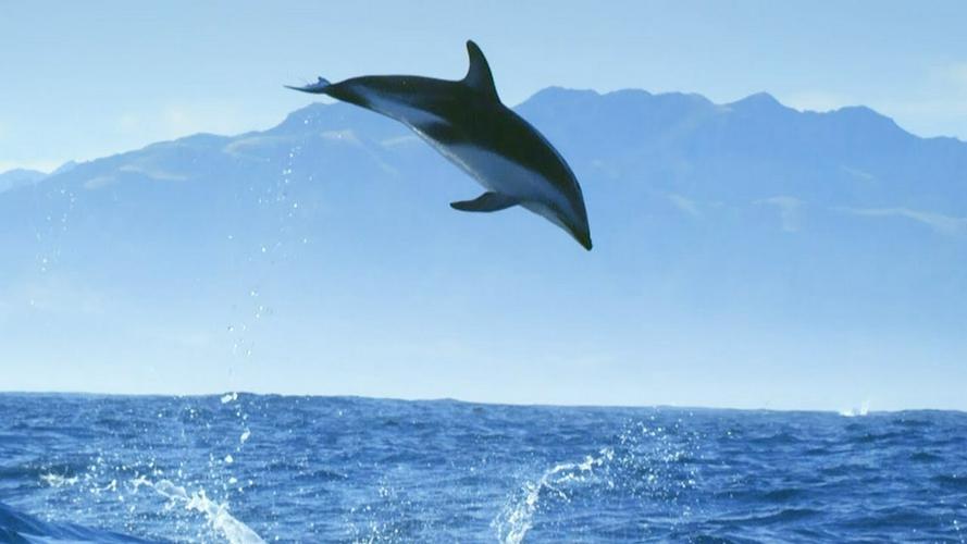 Tập Full Diving with Dolphins