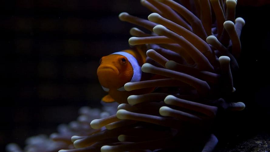 Tập 1 Great Barrier Reef
