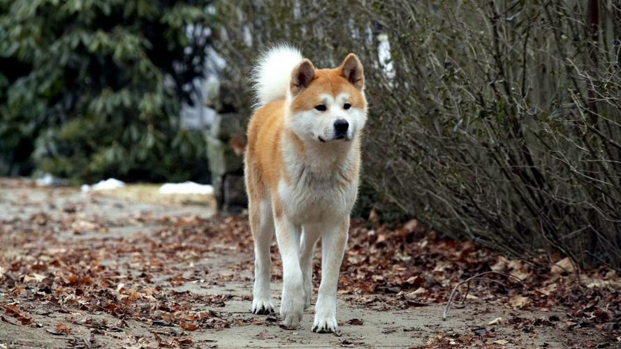 Tập Full Hachi: A Dog's Tale