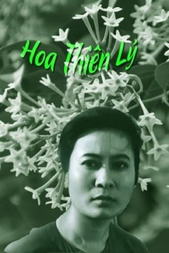 Tập Full Hoa Thiên Lý