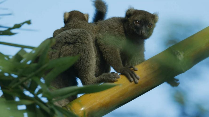 Tập Full Madagascar: Africa's Galapagos