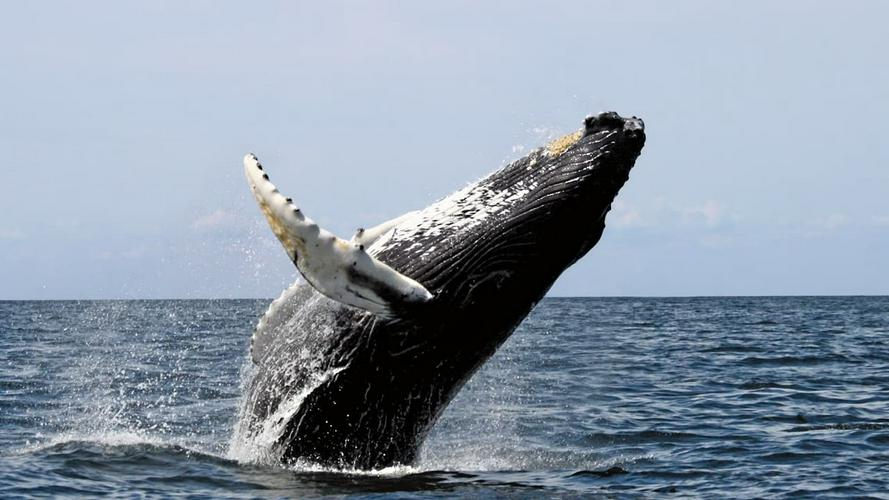 Tập 03 Ocean Giants