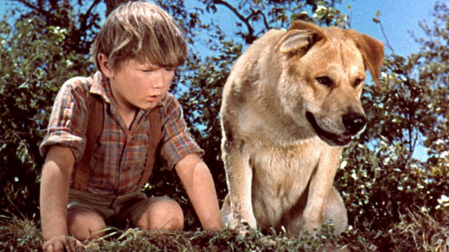 Tập Full Old Yeller