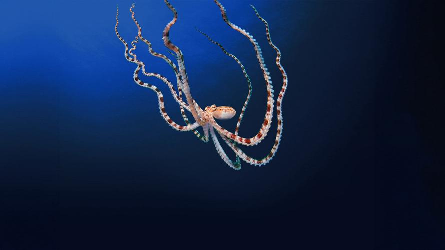 Tập 1 Secrets of the Octopus