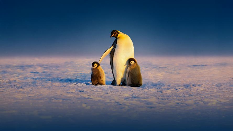 Tập 1 Secrets of the Penguins