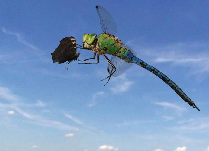 Tập Full Sky Hunters - The World of Dragonfly
