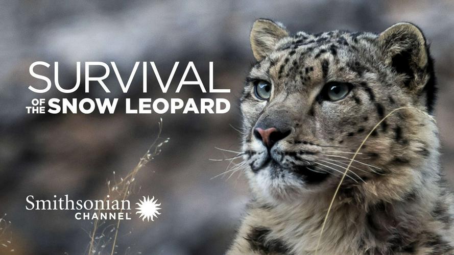 Tập Full Survival Of The Snow Leopard