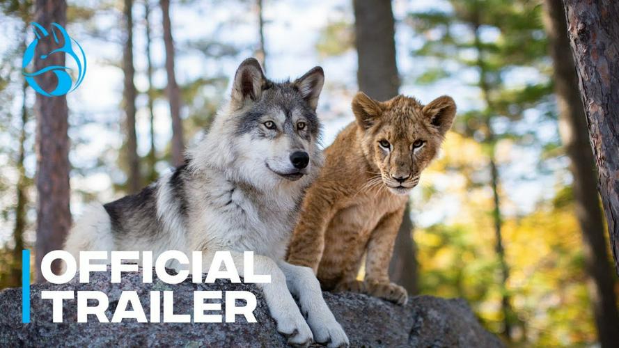 Tập Full The Wolf and the Lion