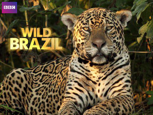 Tập 1 Thiên Nhiên Brazil Hoang Dã