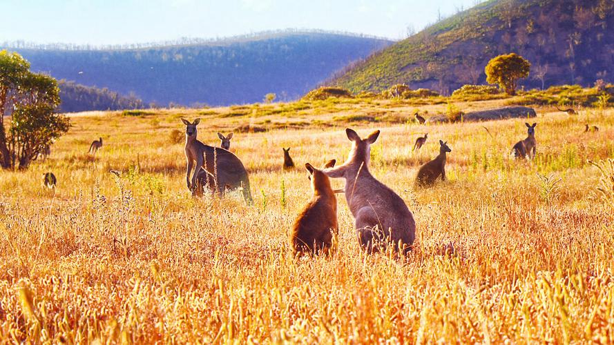 Tập Full Thung lũng kangaroo