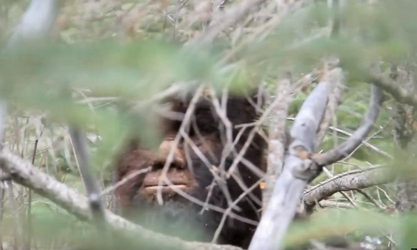 Tập Full Truy Tìm Bigfoot