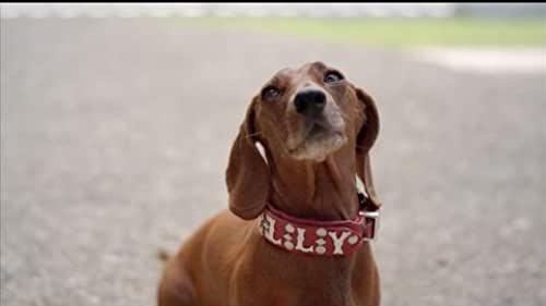 Tập Full Wiener Dog Internationals