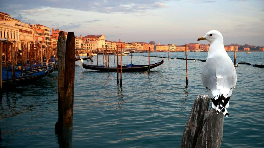 Tập Full Thiên Nhiên Hoang Dã Venice