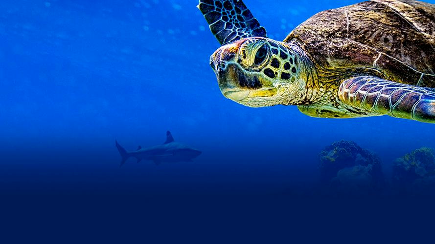 Tập Full Cuộc Phiêu Lưu Của Rùa